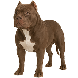 Extreme Bully Dog